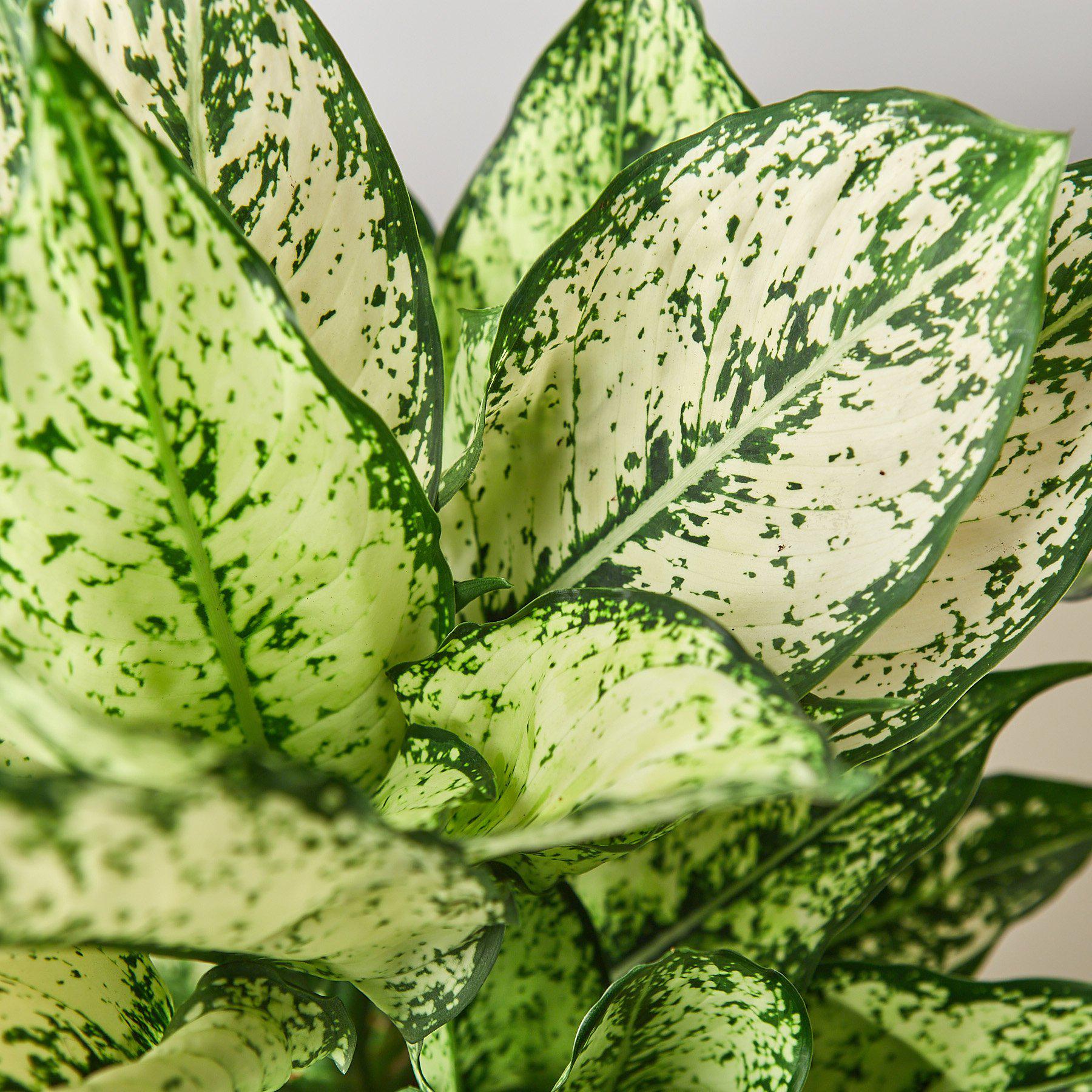 Chinese Evergreen 'First Diamond' 4