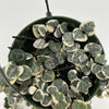 Variegated String of Hearts (Ceropegia) Hanging Basket