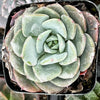 Echeveria Pinwheel