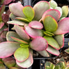 Crassula Platyphylla Pink Jade