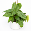 Philodendron Red Emerald