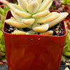 Variegated Ghost Plant