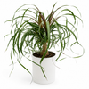 Ponytail Palm