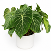 Philodendron Gloriosum