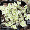 Sedum Little Missy
