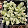 Aloinopsis Setifera