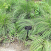 200 PRAIRIE DROPSEED Ornamental Native Grass Sporobolus Heterolepis Seeds