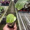 Monstera 'Thai Constellation'