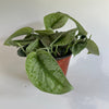 Pothos Silver 'Scindapsus Pictus'