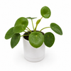 Chinese Money Tree (UFO Plant)