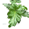 Philodendron Revolution Xl