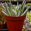Senecio Woolly