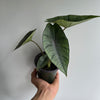 Alocasia Platinum