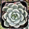 Echeveria Blue Surprise