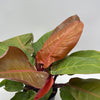 Philodendron 'Prince of Orange'