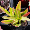 Crassula Capitella Campfire