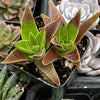 Crassula Red Pagoda