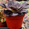 Aeonium Black Rose Zwartkop