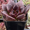 Echeveria Black Prince