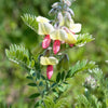 30 GOAT'S RUE Tephrosia Virginiana Cracca Flower Grass Legume Ground Cover Seeds