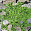 1000 Bulk CORSICAN MINT Mentha Requienii Herb Fragrant Ground Cover Flower Seeds