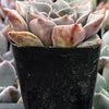 Graptopetalum Rusbyi