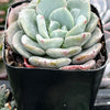 Echeveria Pinwheel