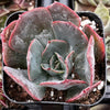 Echeveria Lavender Cloud