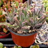 Mother of Millions