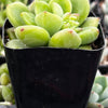 Sedum ‘Alice Evans’