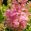 10 QUEEN Of THE PRAIRIE Pink Meadowsweet Filipendula Rubra Flower Seeds