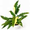 Philodendron 'Ring of Fire'