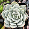 Echeveria White Rose