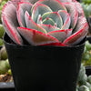 Echeveria Museli