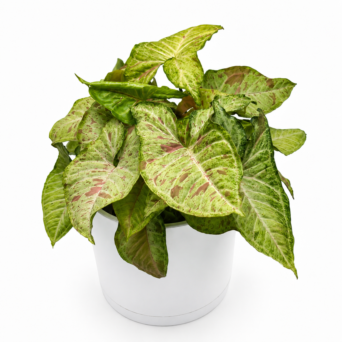 Syngonium Pink Confetti