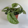 Pothos Silver 'Scindapsus Pictus'
