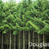 Grow Your Own CHRISTMAS TREE COLLECTION - 4 Gift Packets of Tree Seeds - Fraser Fir, Balsam Fir, Douglas Fir, & Blue Spruce + Free Gift Bag