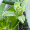 Vanilla Bean Orchid (Vanilla planifolia)