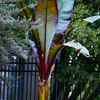 Banana Bundle: Siam Ruby, Blood Banana, Dwarf Cavendish & Red Abyssinian
