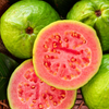 XL Guava Bundle: 'Ruby Supreme' & 'Kilo' Guava Trees