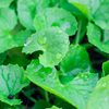 Ayurveda Herb Bundle: Gotu Kola & Brahmi
