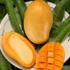 XL Mango Tree Bundle: 'Mallika' + 'Nam Doc Mai'