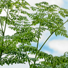 Moringa (Moringa oleifera)