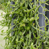 Veld Grape (Cissus quadrangularis)