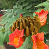 African Tulip Tree, Jamaican Donkey Pee Pee  (Spathodea campanulata)