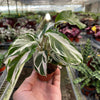 Calathea 'White Fusion'