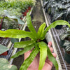Fern 'Bird's Nest Hurricane'