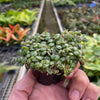 Peperomia Prostrata 'String of Turtles'