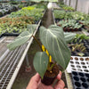 Philodendron 'Gloriosum'