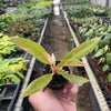 Philodendron 'Variegated Ring of Fire '